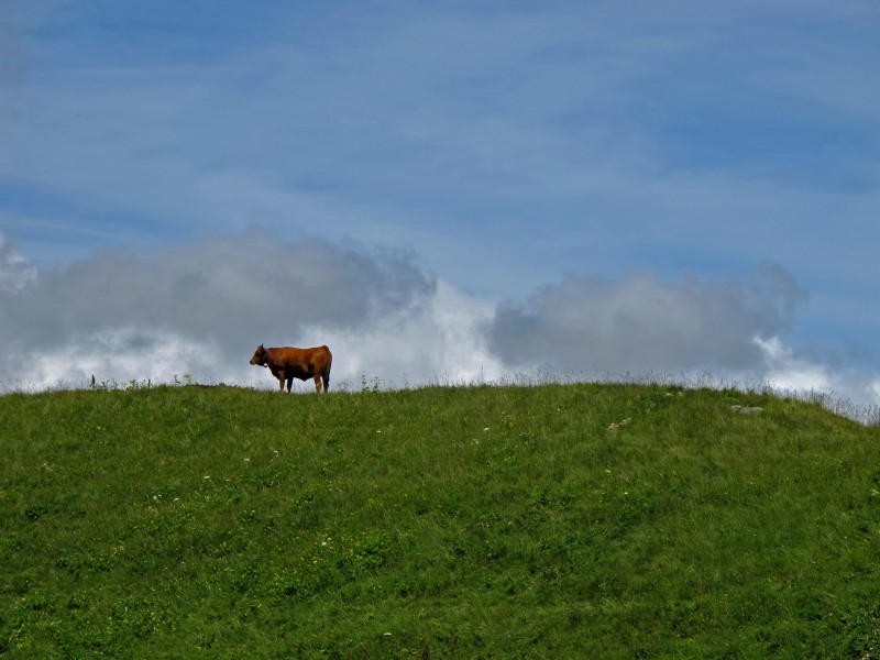 #6 jovet : la faune local jovet : la faune local