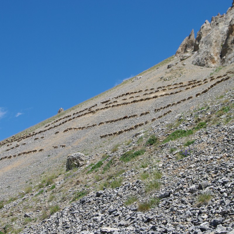 #7 moutons : les drayes de l moutons : les drayes de l'Aiguille Rouge