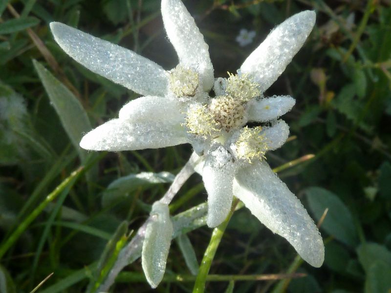 Edelweiss