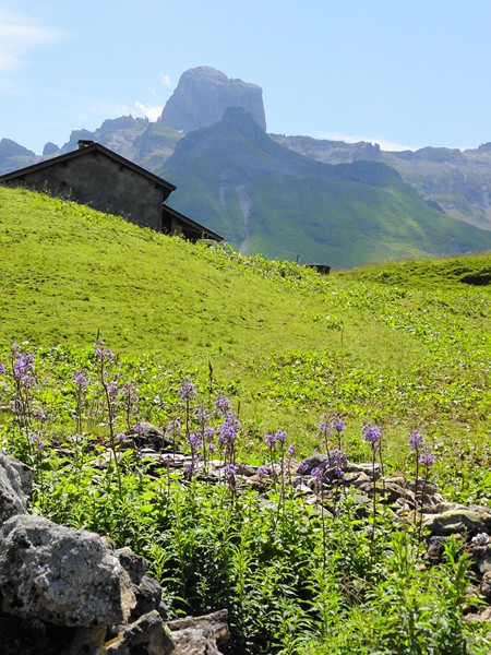 bergerie et pierra : avant sentier à oublier