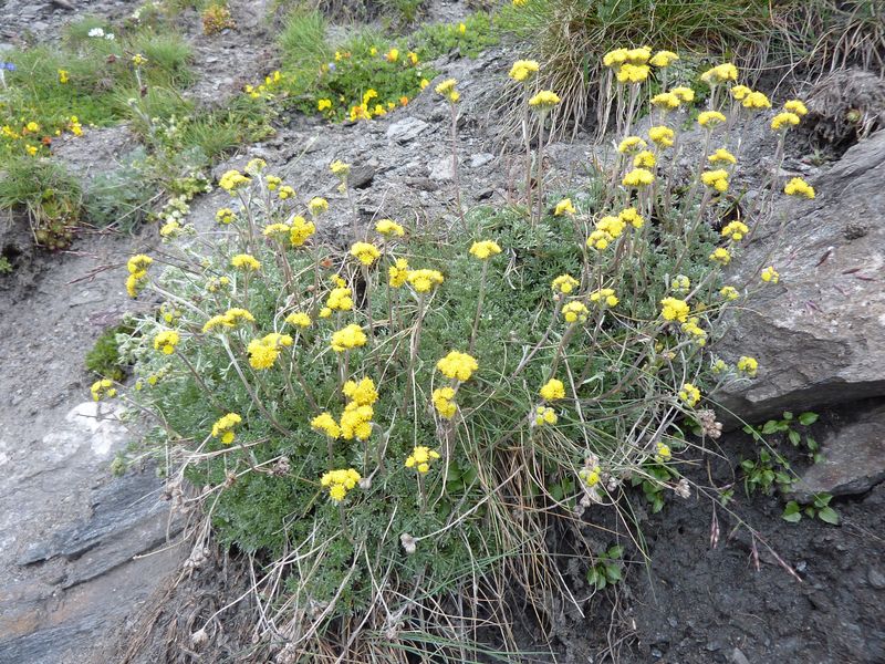 Artemisia glacialis : du génépi, quoi....