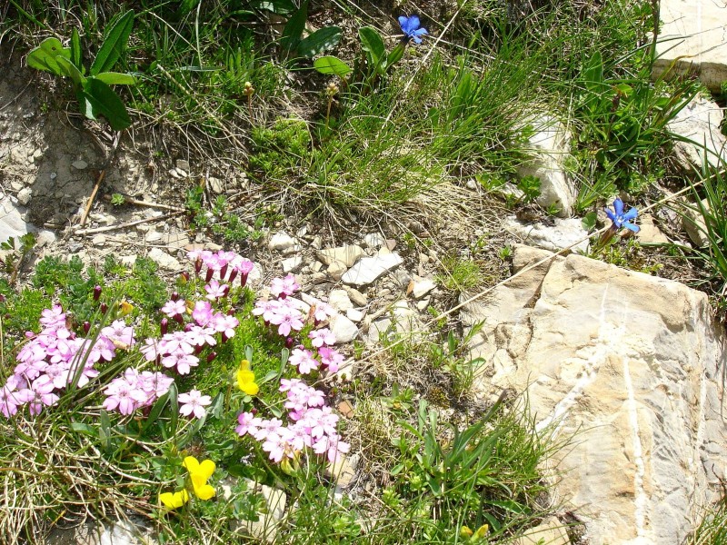 #7 Patchwork : Gentianes, oeillets... Patchwork : Gentianes, oeillets...