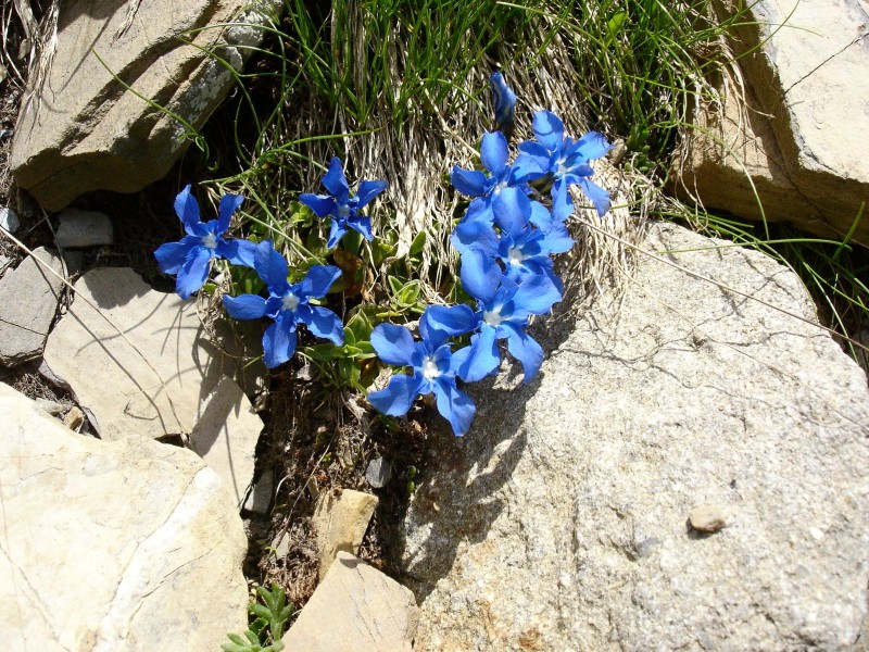 #8 Les plus belles! : Gentianes des neiges Les plus belles! : Gentianes des neiges