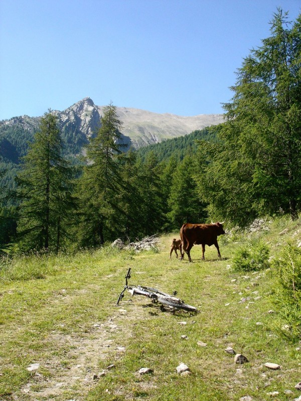 #2 Famille : Vache et son veau sous Côte Ronde Famille : Vache et son veau sous Côte Ronde