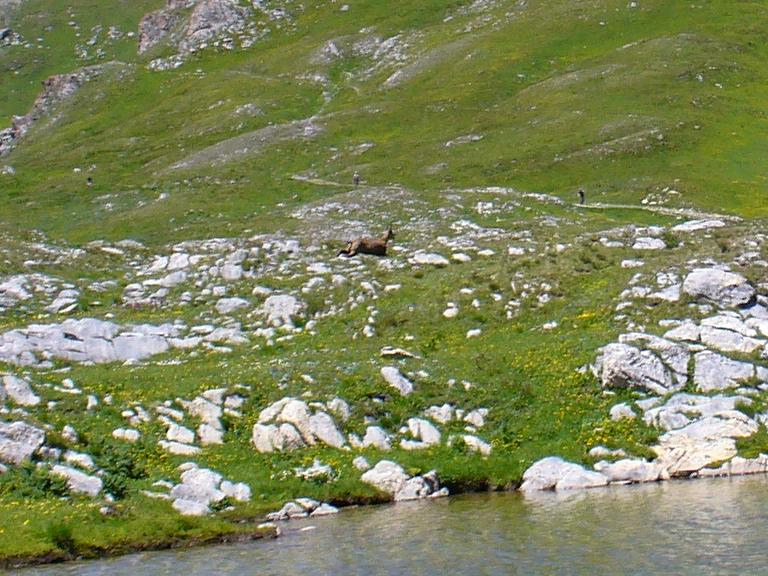 #13 Chamois : ... suivi de près par un deuxième Chamois : ... suivi de près par un deuxième