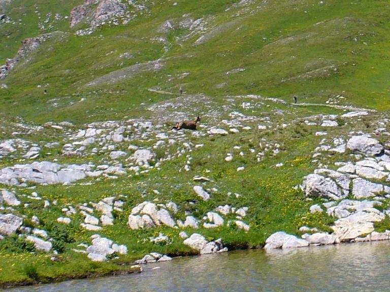 Chamois : ... suivi de près par un deuxième