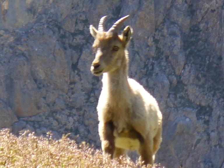 #31 Bouquetin : ... il s Bouquetin : ... il s'en va ...