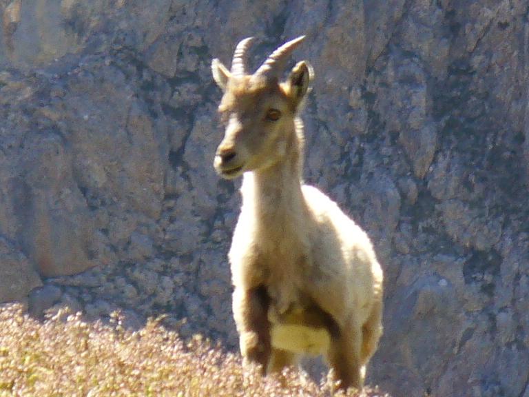 Bouquetin : ... il s'en va ...