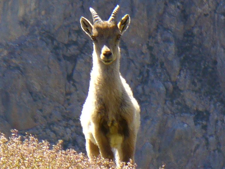 Bouquetin : ... de nature curieuse ...