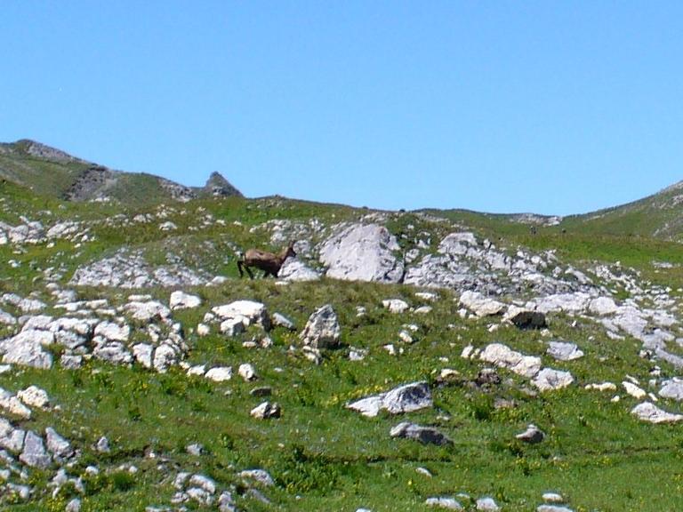 Chamois : Un premier ...