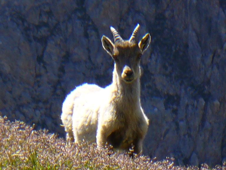 Bouquetin : L'animal est ...