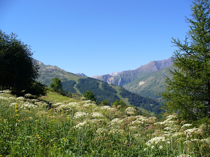 Sentier Montée : ... sont en fleurs