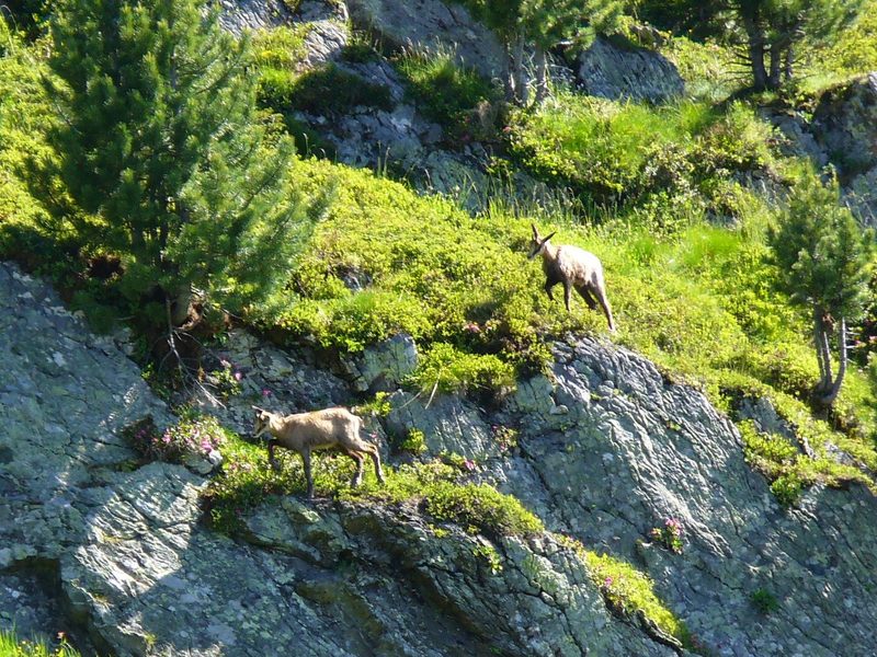 Chamois : ... de charmants visiteurs