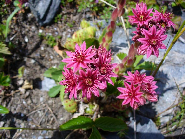 #16 Flore : Au milieu des rochers ... Flore : Au milieu des rochers ...