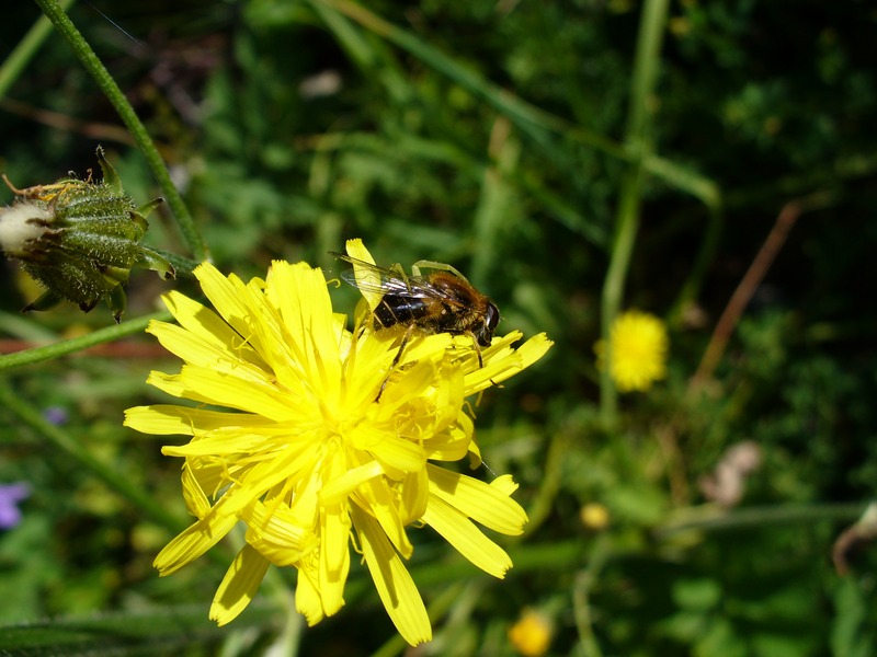 Flore : Butineuse au travail