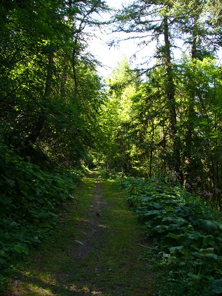 #29 Sentier Descente : ... devenant plus herbue Sentier Descente : ... devenant plus herbue