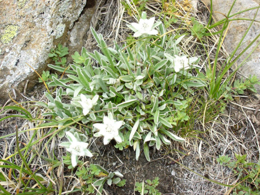 #12 Mini : Edelweiss Mini : Edelweiss