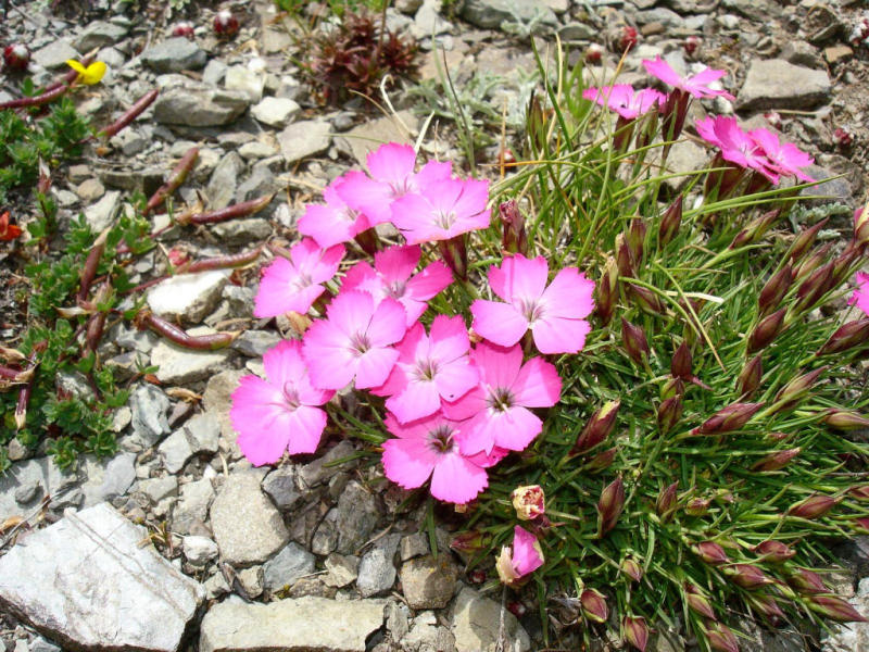 #4 Oeillets : superbes! Oeillets : superbes!