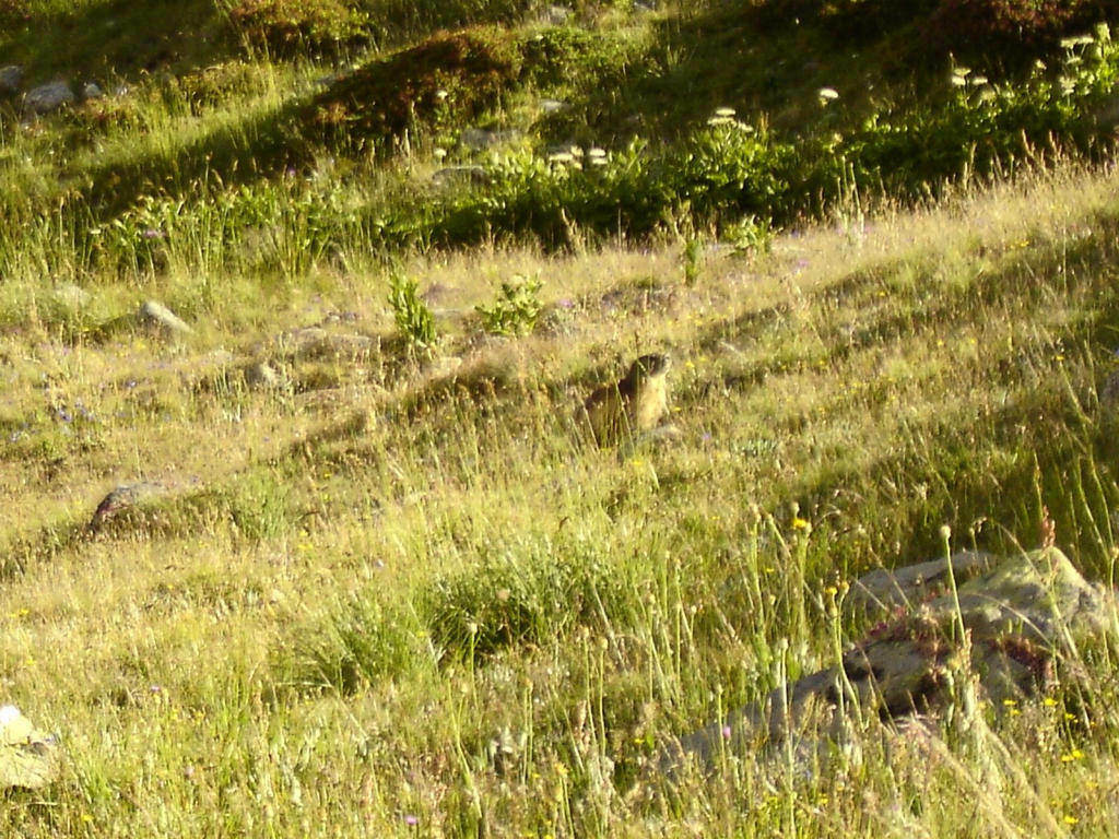 #11 Rencontre du soir : une marmotte Rencontre du soir : une marmotte