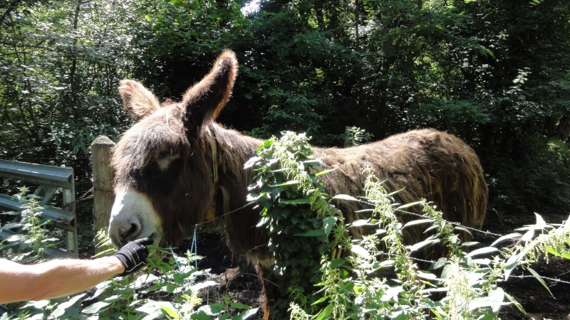 #7 animal : et en plus on nourrit la faune locale ... animal : et en plus on nourrit la faune locale ...
