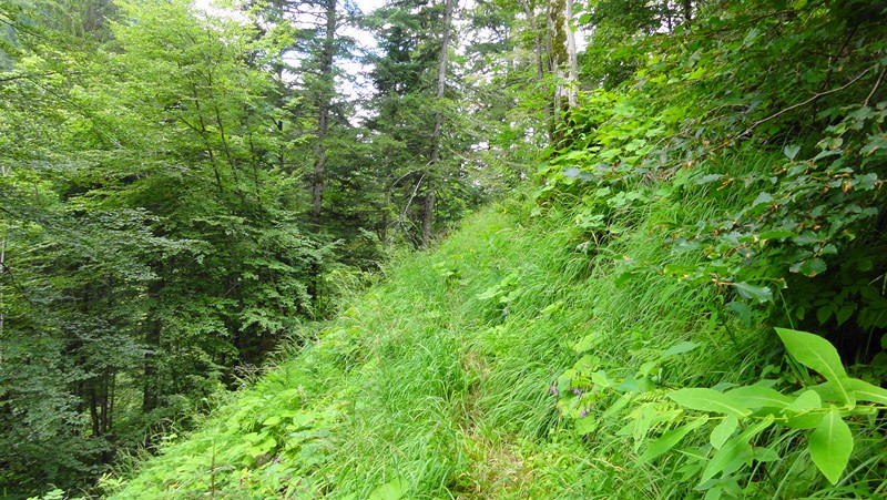 #6 début du sentier : quelqu début du sentier : quelqu'un pour faucher ?!