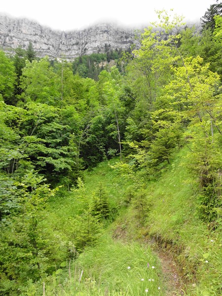 #7 suite du sentier : ça va mieux mais ça va être long ... suite du sentier : ça va mieux mais ça va être long ...