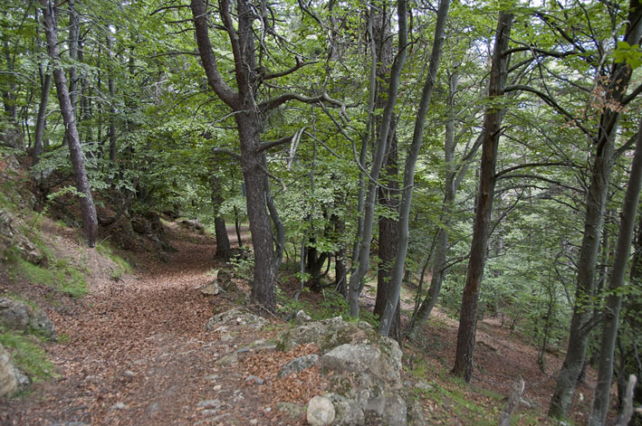 Sentiero dei Monaci : Single dans la forêt en dessous de Santa Chiara