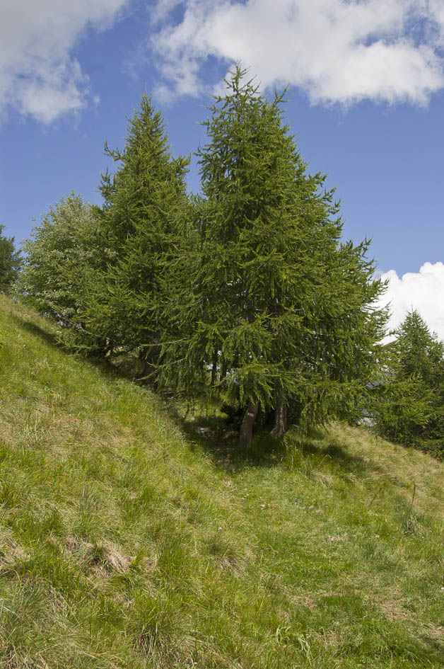 Bergerie Martina : Single dans la forêt au dessus de Santa Chiara