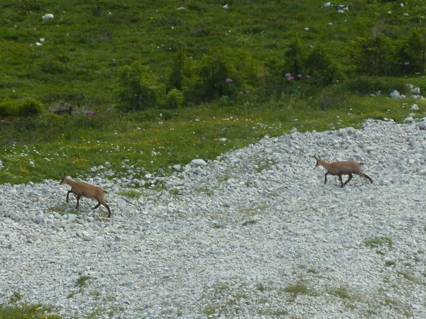 #4 Col de Bellefont : Les Chamois traversent vers les pentes ensoleillées de Malissard Col de Bellefont : Les Chamois traversent vers les pentes ensoleillées de Malissard