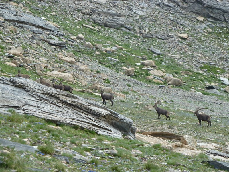 Col de Roure : Bouquetins