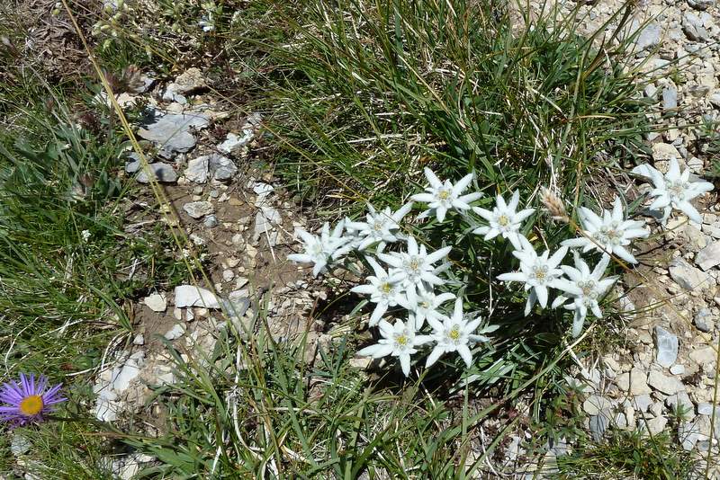 #6 Pic d Pic d'Escreins : Jamais vu autant d'Edelweiss que sur cette crête...