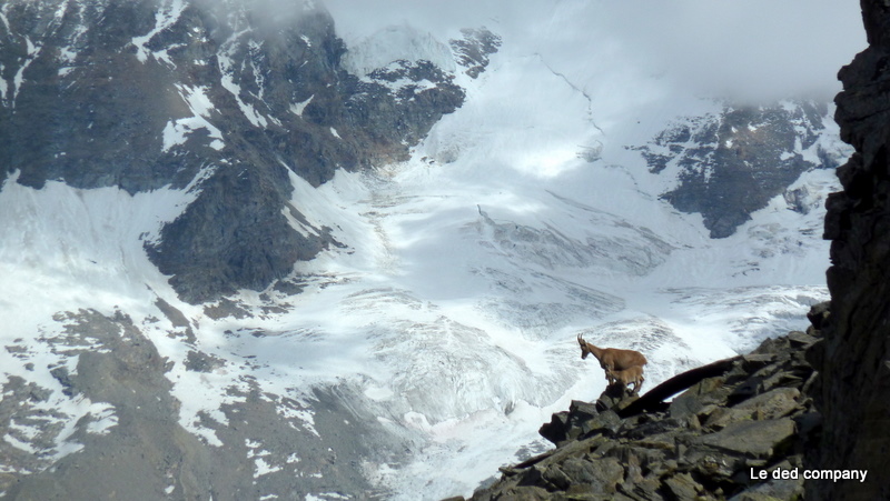 Grand Paradis : Petite galère de défrichage mais toujours contemplatif...