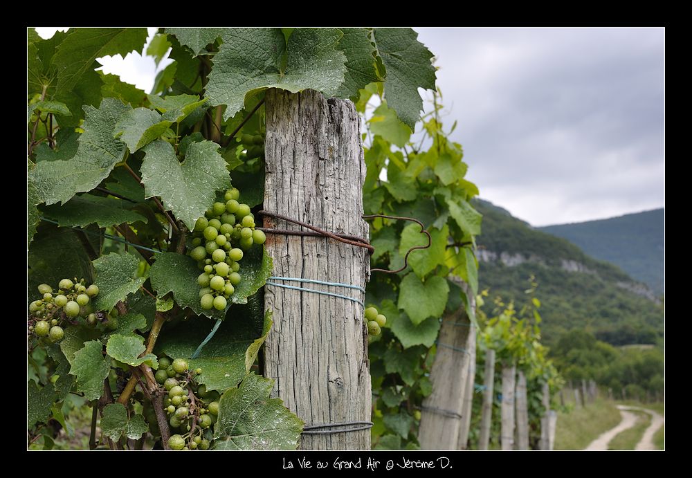 #5 vin du Bugey vin du Bugey
