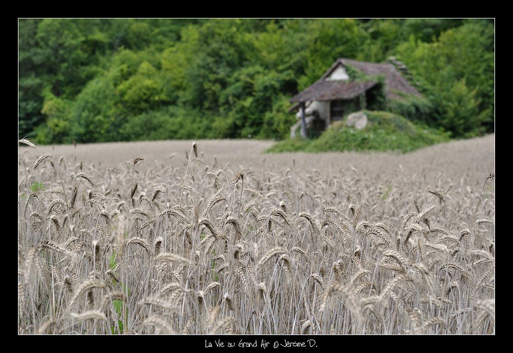 #4 Blés : la moisson va débuter Blés : la moisson va débuter