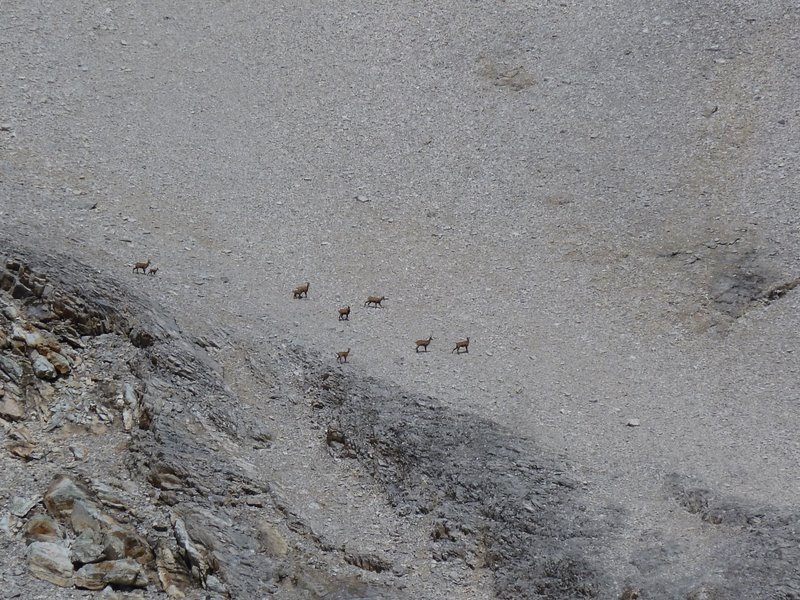 #26 Mettelhorn : Chamois Mettelhorn : Chamois