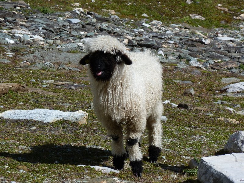 Mettelhorn : Sympas les Nez Noirs du Valais...