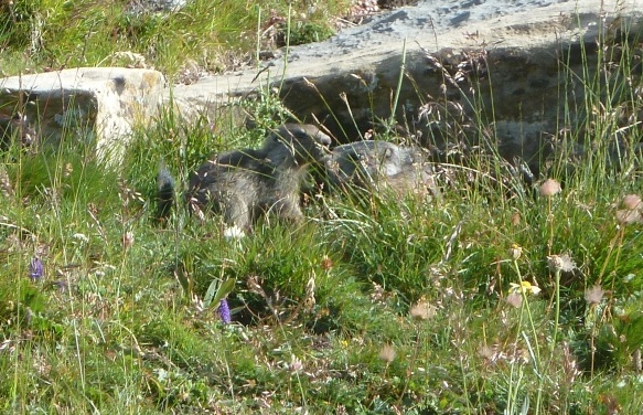 #3 Marmottes : Pas bien sauvages pourtant le coin l Marmottes : Pas bien sauvages pourtant le coin l'est assez