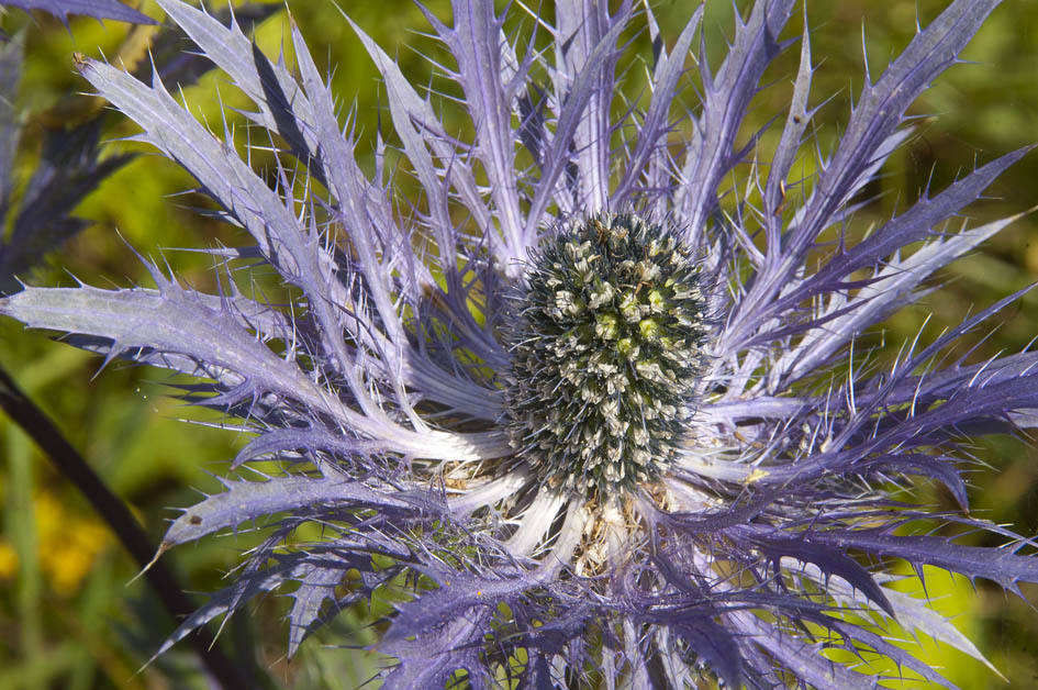 #5 la sauce : Panicaut des Alpes la sauce : Panicaut des Alpes