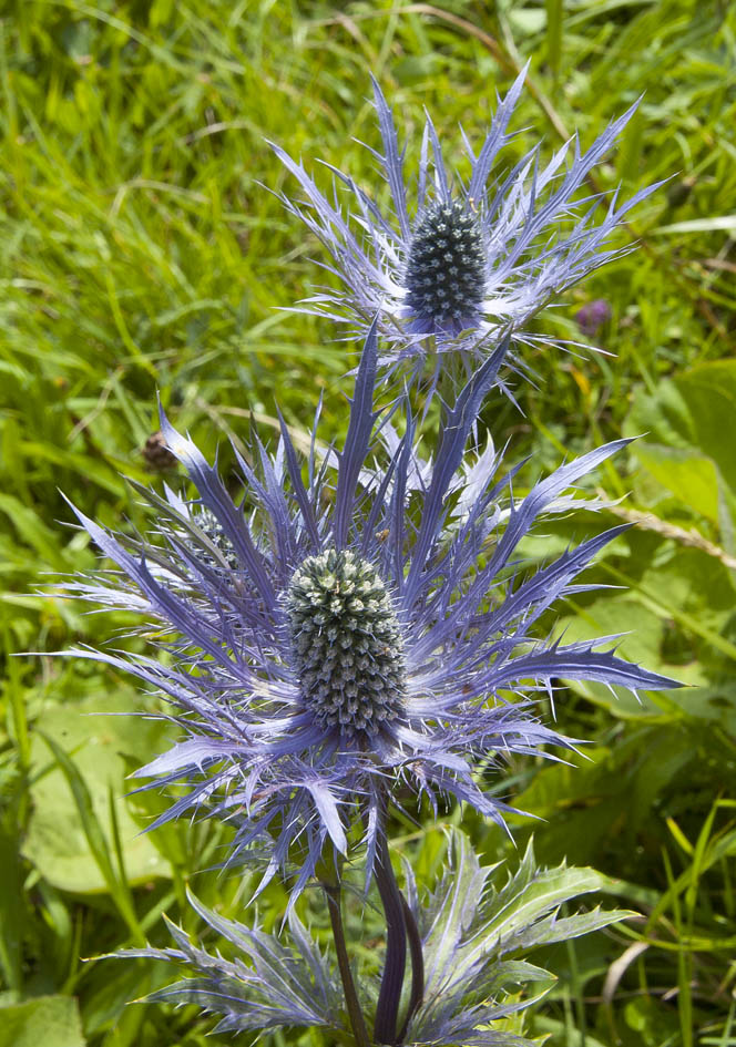 #4 la sauce : Panicaut des alpes ou chardon bleu des Alpes. Plante hyper protégée. la sauce : Panicaut des alpes ou chardon bleu des Alpes. Plante hyper protégée.