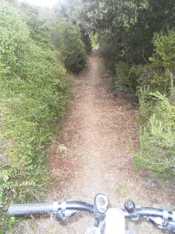 montée : La suite du sentier, un peu plus lisse.