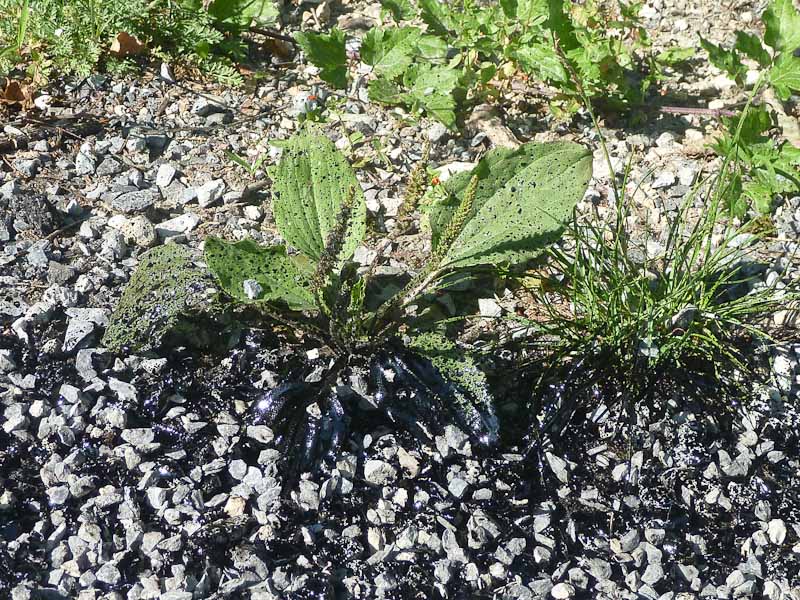 #5 Marée noire en Haute-Savoie : encore un dégazage sauvage sur les côtes ! Marée noire en Haute-Savoie : encore un dégazage sauvage sur les côtes !