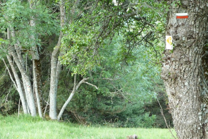 #1 Merci VTT-FFC : Merci la petite flèche qui dit de dévaler le champ sans trace pour trouver le super single en bas! Merci VTT-FFC : Merci la petite flèche qui dit de dévaler le champ sans trace pour trouver le super single en bas!