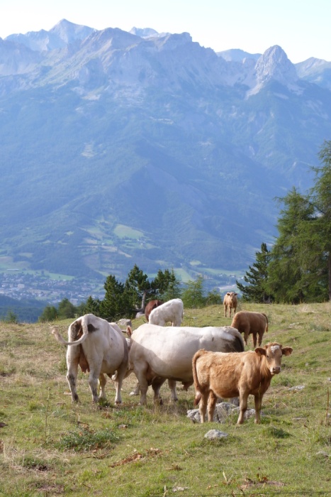 Veaux inquiets... : ...mais maman vache veille sur fond de chapeau de gendarme et pain de sucre