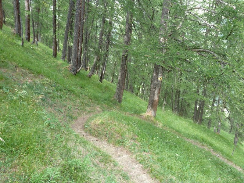 Les Haudères : Sentier ludique dans les mélèzes au dessus des Haudères