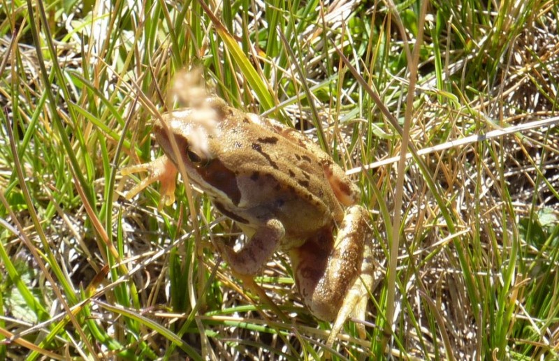 #8 Vas-tu trouver faunistique : Quel est le nom de cette grenouille ? Vas-tu trouver faunistique : Quel est le nom de cette grenouille ?