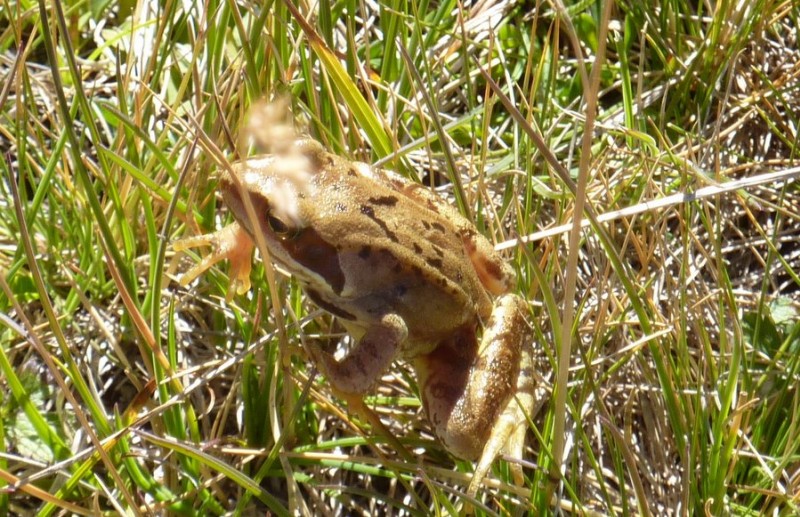 Vas-tu trouver faunistique : Quel est le nom de cette grenouille ?