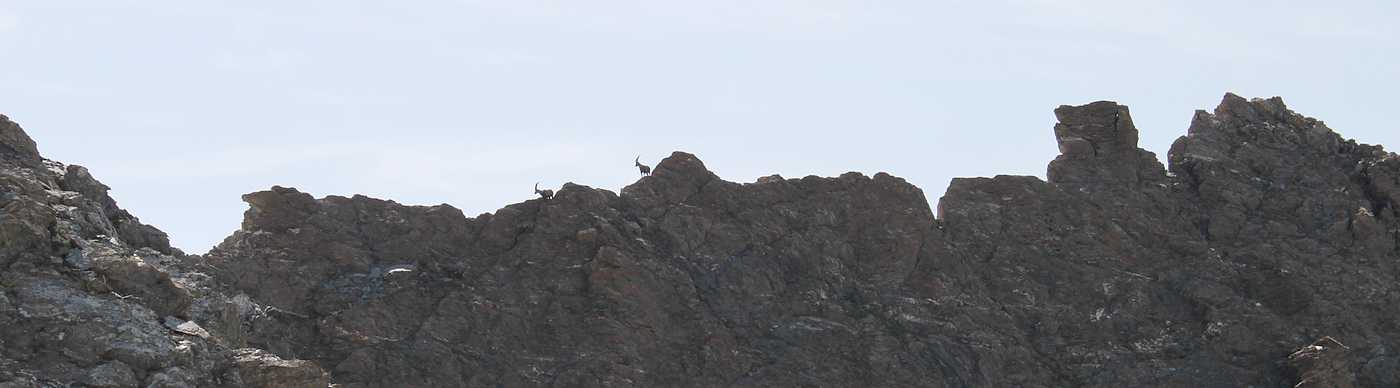 Bouquetins : Parait qu'on a pas le temps de voir la faune..