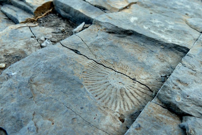 Le temps d'un poussage... : ...on peut toujours chercher les fossiles au sol! Celui là fait un bon mètre de diamètre. Ooops, un demi décimètre ;-)