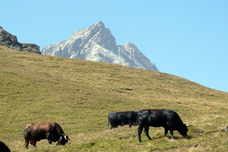 #14 Aig. Rouges d Aig. Rouges d'Arolla : Aig. Rouges et vaches d'Hérens