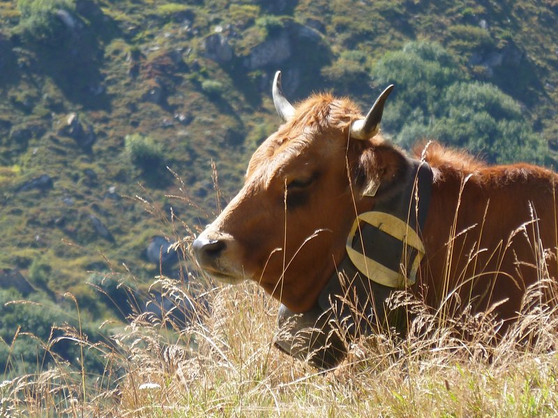 Mont Coin : Tarine